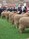 Merino judging Bendigo