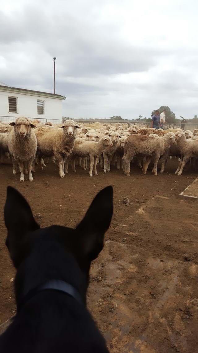 Merino Sheep Association | Australia