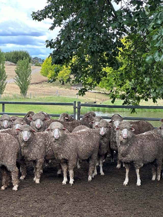 Merino Sheep Association | Australia