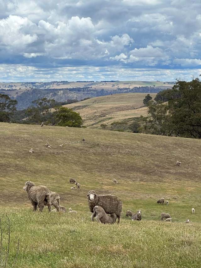 Merino Sheep Association | Australia