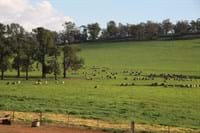 Sheep Shearing | Testimonial Normans