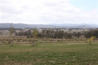 Sheep Shearing | Testimonial Braddocks