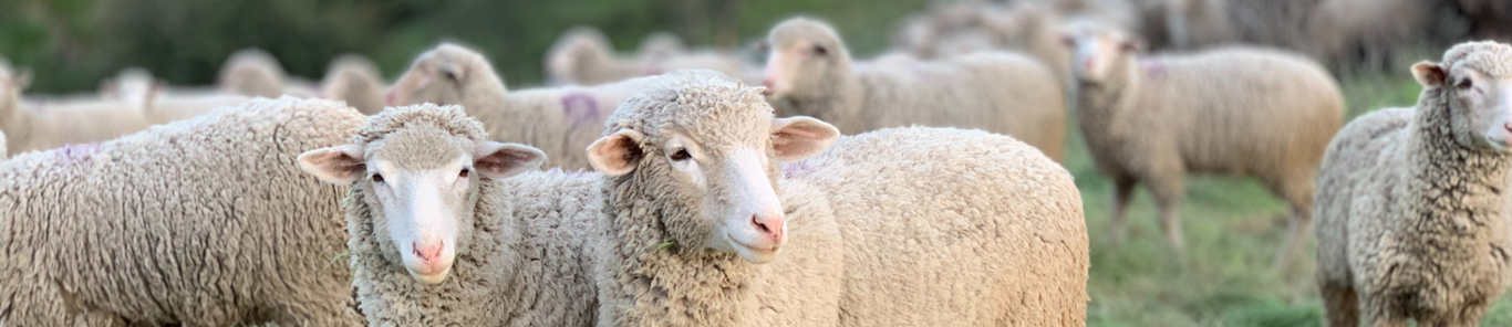 Protecting Flocks, Protecting Profits