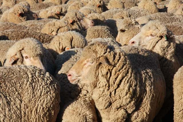 Merino sheep