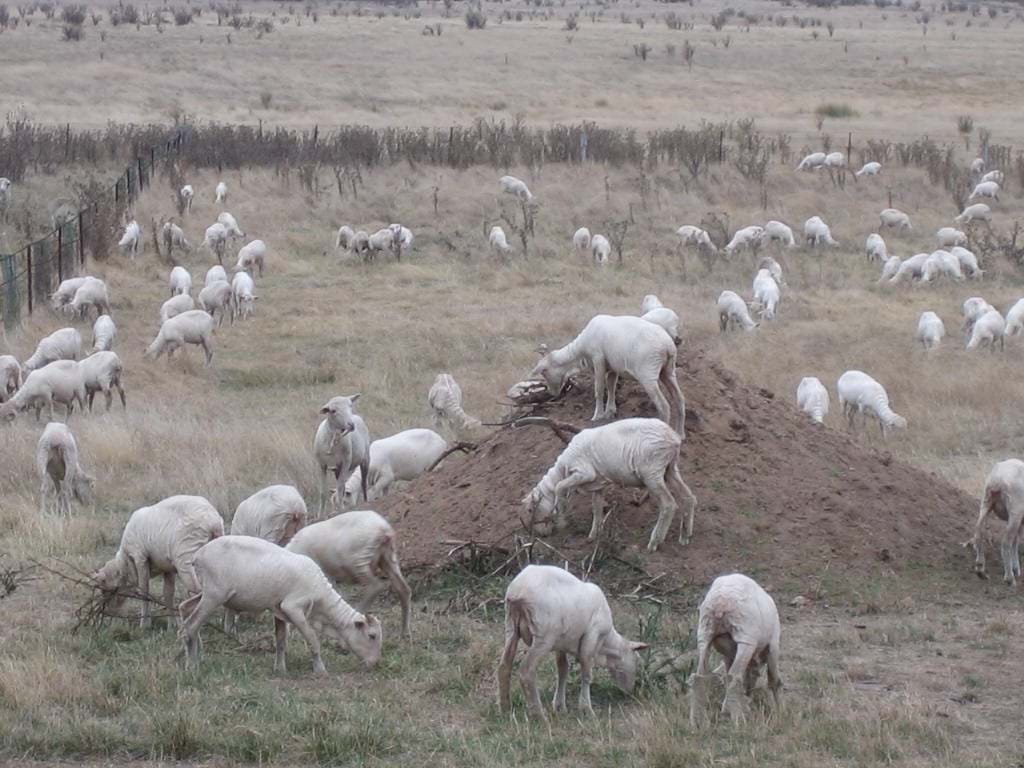 Shorn sheep feeding