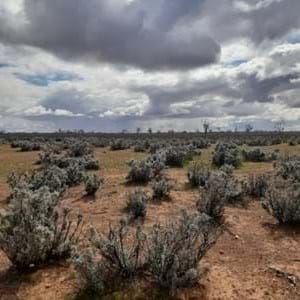 Merino Sheep Association | Australia